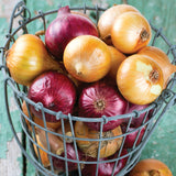 Onion Sets - Red