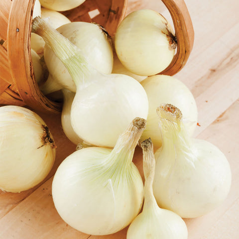 Onion Sets - White