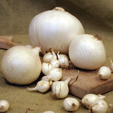 Onion Sets - White