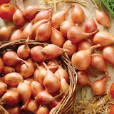 Dutch Shallot - Yellow
