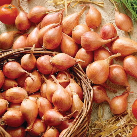 Dutch Shallot - Yellow