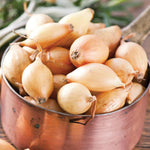 Dutch Shallot - Yellow