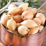 Dutch Shallot - Yellow