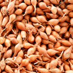 Dutch Shallot - Yellow