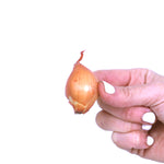 Dutch Shallot - Yellow