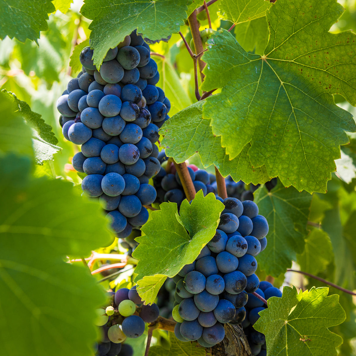 Premium Grafted Bareroot Grape Vine - Cabernet Sauvignon – Plantcetera