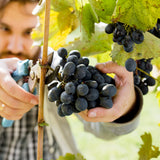 Premium Grafted Bareroot Grape Vine - Cabernet Sauvignon