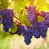 Premium Grafted Bareroot Grape Vine - Pinot Noir