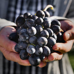 Premium Grafted Bareroot Grape Vine - Zinfandel