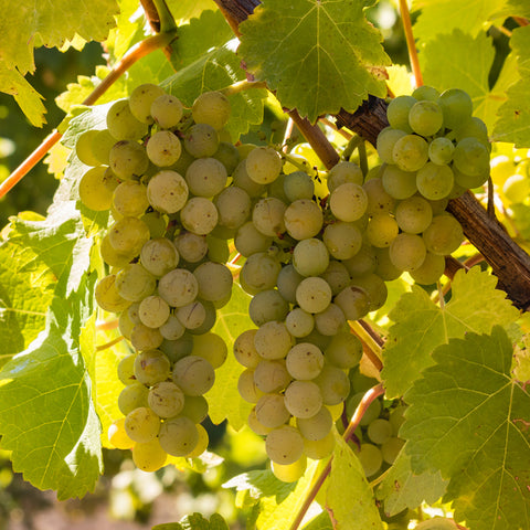 Premium Grafted Bareroot Grape Vine - Chardonnay