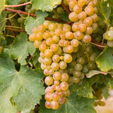 Premium Grafted Bareroot Grape Vine - Sauvignon Blanc