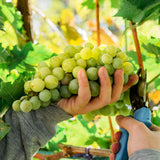 Premium Grafted Bareroot Grape Vine - Sauvignon Blanc
