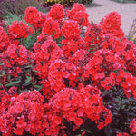 Phlox - Tall - Paniculata - Starfire
