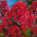 Phlox - Tall - Paniculata - Starfire