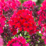 Phlox - Tall - Paniculata - Starfire
