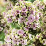 Phlox - Tall - Paniculata - Starburst