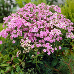 Phlox - Tall - Paniculata - Starburst