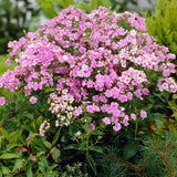 Phlox - Tall - Paniculata - Starburst
