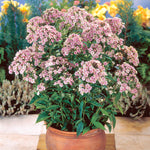 Phlox - Tall - Paniculata - Starburst