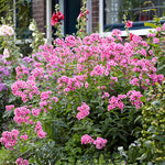 Phlox - Tall - Paniculata - Starburst