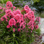 Phlox - Tall - Paniculata - Cleopatra