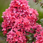 Phlox - Tall - Paniculata - Cleopatra