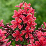 Phlox - Tall - Paniculata - Cleopatra