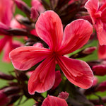 Phlox - Tall - Paniculata - Cleopatra