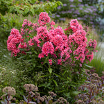 Phlox - Tall - Paniculata - Cleopatra