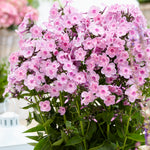 Phlox - Tall - Rainbow Dancer
