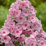 Phlox - Tall - Rainbow Dancer