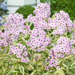 Phlox - Tall - Nora Leigh
