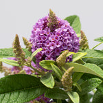 Bloom.ables® - Butterfly Bush Dapper® Lavender - 2-Quart Stadium Pot