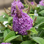 Bloom.ables® - Butterfly Bush Dapper® Lavender - 2-Quart Stadium Pot