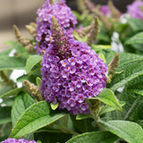 Bloom.ables® - Butterfly Bush Dapper® Lavender - 2-Quart Stadium Pot