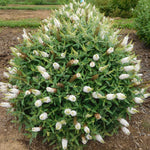 Bloom.ables® - Butterfly Bush Dapper® White - 2-Quart Stadium Pot