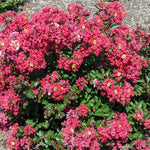 Bloom.ables® - Crape Myrtle Bellini® Strawberry - 2-Quart Stadium Pot