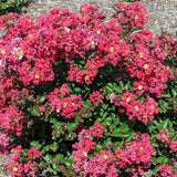 Bloom.ables® - Crape Myrtle Bellini® Strawberry - 2-Quart Stadium Pot