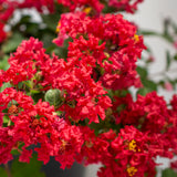 Bloom.ables® - Crape Myrtle Bellini® Strawberry - 2-Quart Stadium Pot