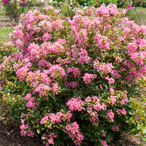 Bloom.ables® - Crape Myrtle Bellini® Guava - 2-Quart Stadium Pot