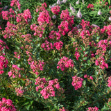 Bloom.ables® - Crape Myrtle Bellini® Raspberry - 2-Quart Stadium Pot