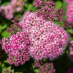 Bloom.ables® - Spiraea Empire® Ice Dragon™ - 2-Quart Stadium Pot
