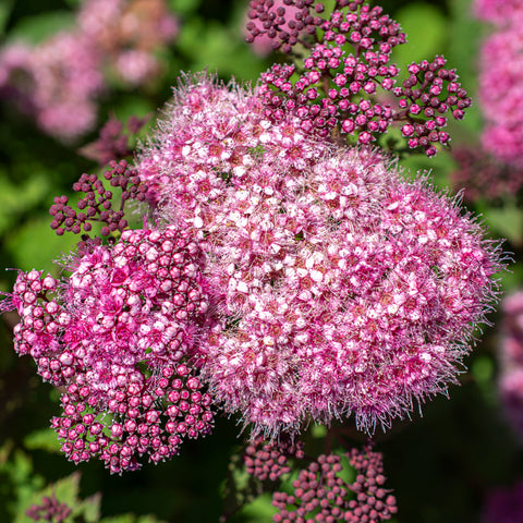 Bloom.ables® - Spiraea Empire® Ice Dragon™ - 2-Quart Stadium Pot