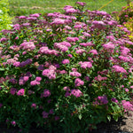 Bloom.ables® - Spiraea Empire® Ice Dragon™ - 2-Quart Stadium Pot