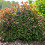 Bloom.ables® - Spiraea Empire® Ice Dragon™ - 2-Quart Stadium Pot