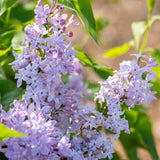 Bloom.ables® - Lilac New Age™ Lavender - 2-Quart Stadium Pot