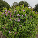 Bloom.ables® - Lilac New Age™ Lavender - 2-Quart Stadium Pot