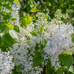Bloom.ables® - Lilac New Age™ White - 2-Quart Stadium Pot