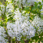 Bloom.ables® - Lilac New Age™ White - 2-Quart Stadium Pot