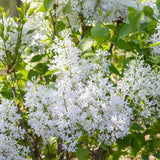 Bloom.ables® - Lilac New Age™ White - 2-Quart Stadium Pot